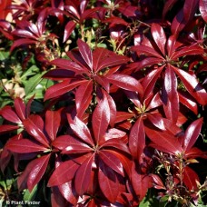 PIERIS JAP GLOWING HEARTS PIERIS JAP GLOWING HEARTS