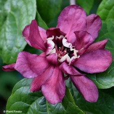 CALYCANTHUS HARTLAGE WINE CALYCANTHUS HARTLAGE WINE