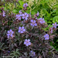 GERANIUM PRA DARK REITER GERANIUM PRA DARK REITER