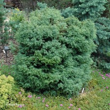 CRYPTOMERIA JAP MUSHROOM CRYPTOMERIA JAP MUSHROOM