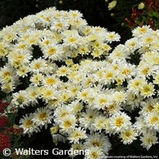 LEUCANTHEMUM ICE CREAM DREAM LEUCANTHEMUM ICE CREAM DREAM