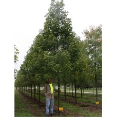 ACER FRE CELEBRATION