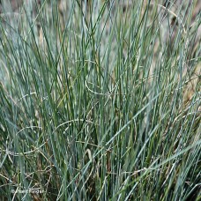 FESTUCA OV GLA BOULDER BLUE