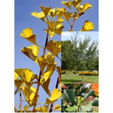 GINKGO BIL MAGYAR GINKGO BIL MAGYAR