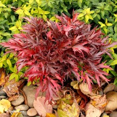 HEUCHERA FYRE WING HEMATITE HEUCHERA FYRE WING HEMATITE