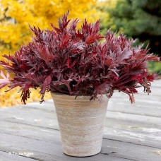 HEUCHERA FYRE WING SPINEL