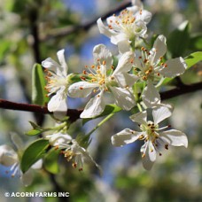 MALUS RED JEWEL MALUS RED JEWEL