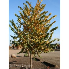 ULMUS AME NEW HARMONY ULMUS AME NEW HARMONY