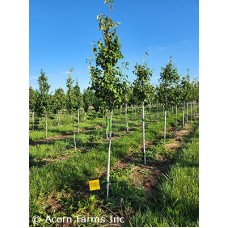 AMELANCHIER GRA ROBIN HILL AMELANCHIER GRA ROBIN HILL