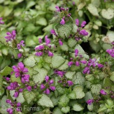 LAMIUM MAC BEACON SILVER LAMIUM MAC BEACON SILVER