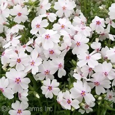 PHLOX SUB AMAZING GRACE PHLOX SUB AMAZING GRACE