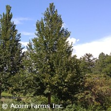 TILIA AME AMERICAN SENTRY TILIA AME AMERICAN SENTRY