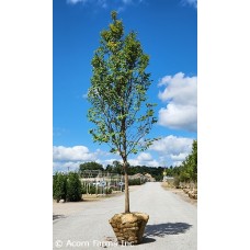 ULMUS TRIUMPH ULMUS TRIUMPH