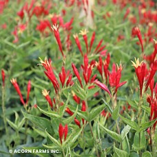 SPIGELIA RAGIN CAJUN SPIGELIA RAGIN CAJUN
