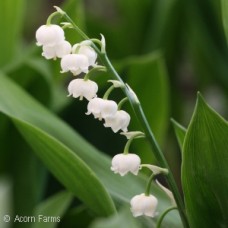 CONVALLARIA MAJALIS