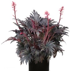 HEUCHERA FYRE WING JET