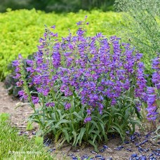 PENSTEMON LAVENDER SAPPHIRES PENSTEMON LAVENDER SAPPHIRES