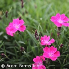 DIANTHUS KAHORI SCARLET DIANTHUS KAHORI SCARLET