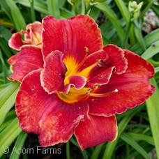 HEMEROCALLIS NIGHT EMBERS HEMEROCALLIS NIGHT EMBERS