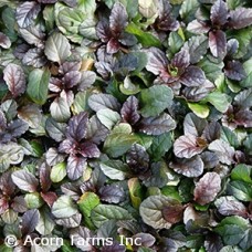 AJUGA REP BRONZE BEAUTY AJUGA REP BRONZE BEAUTY
