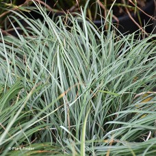 CAREX GLAUCA BLUE ZINGER
