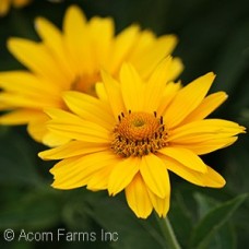 HELIOPSIS TUSCAN GOLD HELIOPSIS TUSCAN GOLD