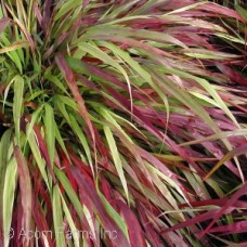 HAKONECHLOA MAC BENI-KAZE HAKONECHLOA MAC BENI-KAZE
