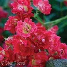 ROSA DRIFT RED GC ROSA DRIFT RED GC