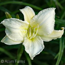 HEMEROCALLIS GENTLE SHEPHERD HEMEROCALLIS GENTLE SHEPHERD