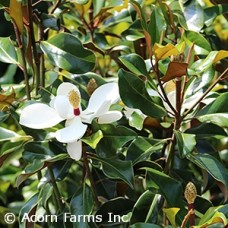 MAGNOLIA GRA BRACKENS BR BTY MAGNOLIA GRA BRACKENS BR BTY