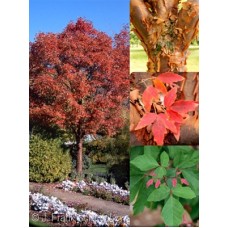 ACER GRISEUM