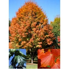 ACER NIGRUM GREENCOLUMN