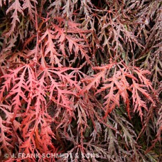 ACER PAL DIS CRIMSON QUEEN