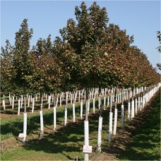 ACER RUB REDPOINTE