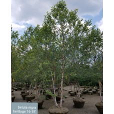 BETULA NIG HERITAGE