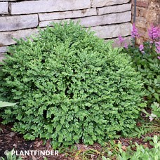 BUXUS CHICAGOLAND GREEN