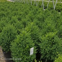 BUXUS GREEN MOUNTAIN