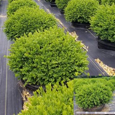 BUXUS GREEN VELVET