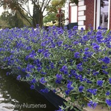 CARYOPTERIS SAPPHIRE SURF