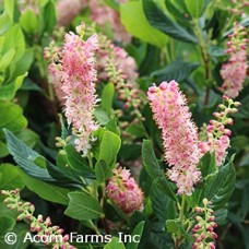 CLETHRA ALN RUBY SPICE