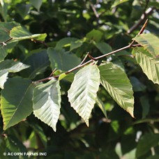 FAGUS GRANDIFOLIA