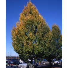 FAGUS SYL ASPLENIFOLIA