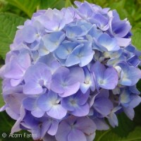 HYDRANGEA MAC ENDLESS SUMMER