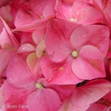 HYDRANGEA MAC FOREVER PINK