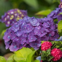 HYDRANGEA MAC SUMMER CRUSH