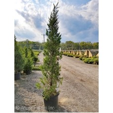 JUNIPERUS CHI HETZII COLUMN