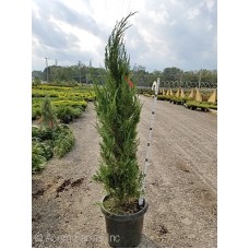 JUNIPERUS CHI SPARTAN