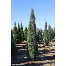 JUNIPERUS VIR TAYLOR