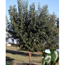 MACLURA POM WHITESHIELD