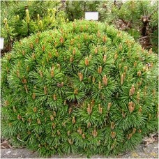 PINUS MUGO PUMILIO